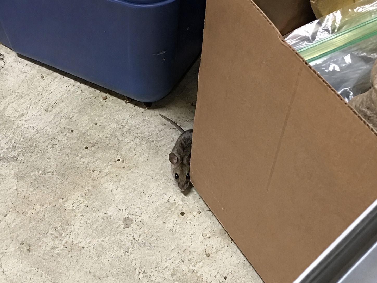 Souris explorant un carton dans une réserve